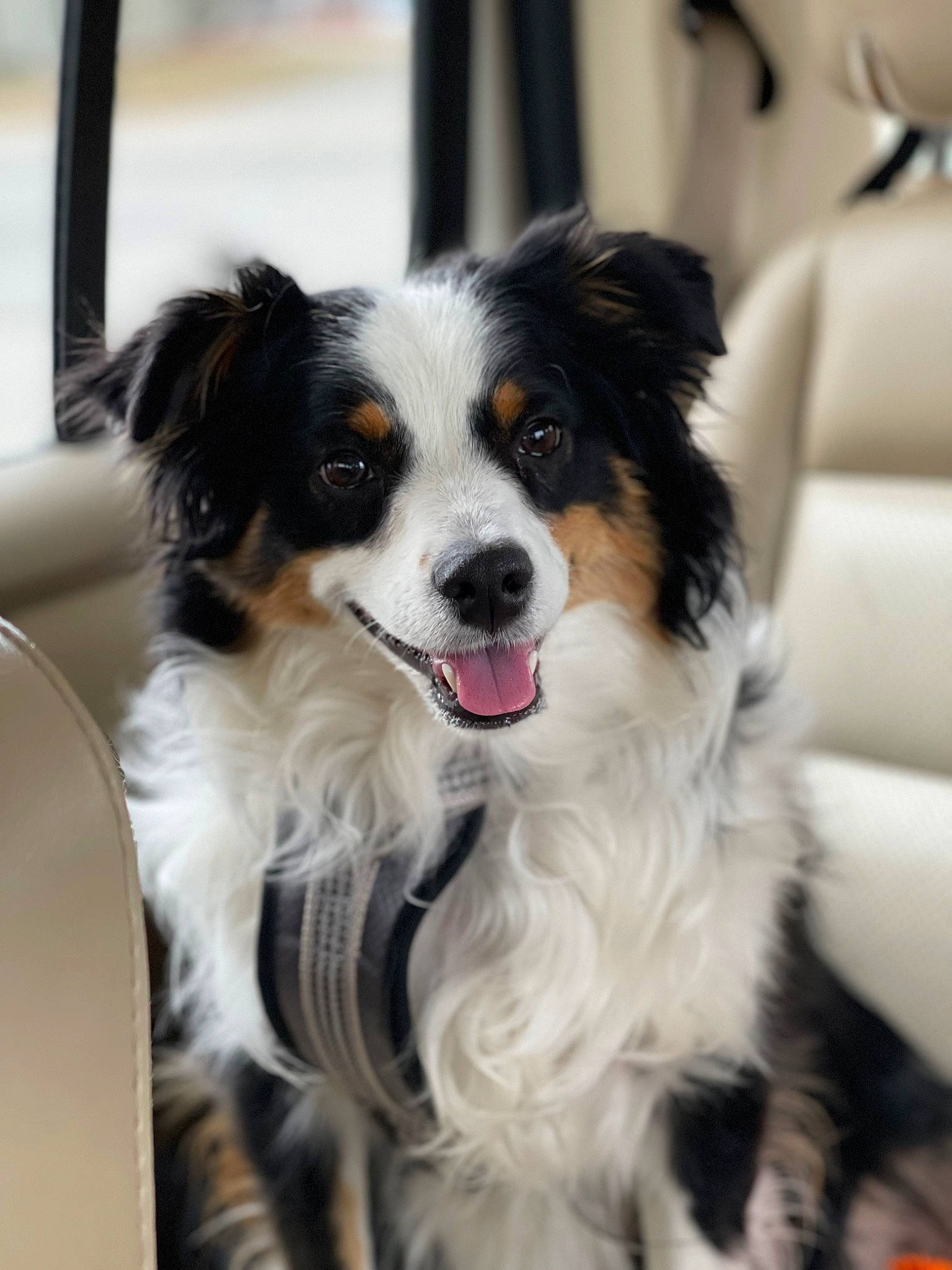 Jasmine joined the competition — help win amazing prizes! border_collie, canidae, carnivore, companion_dog, dog, dog_breed, fur, herding_dog, snout, sporting_group, whiskers, working_animal, working_dog
