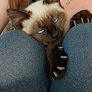 Mimie a rejoint le concours — aidez-le/la à gagner de superbes lots ! cat, siamese_cat, blue_eyes, claws, knees, person, necklace, hair, pants, close_up, pet, animal, feline, resting, indoor, comfort, fur, whiskers, paw, grip