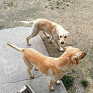 Simba Et Oscar participe au concours pour gagner de l'argent avec cette photo : dog, outdoor, concrete, dirt, grass, pet, animal, canine, two_dogs, light_fur, side_view, standing, looking, nature, ground, daylight, domestic_animal, mammal, playful, companions