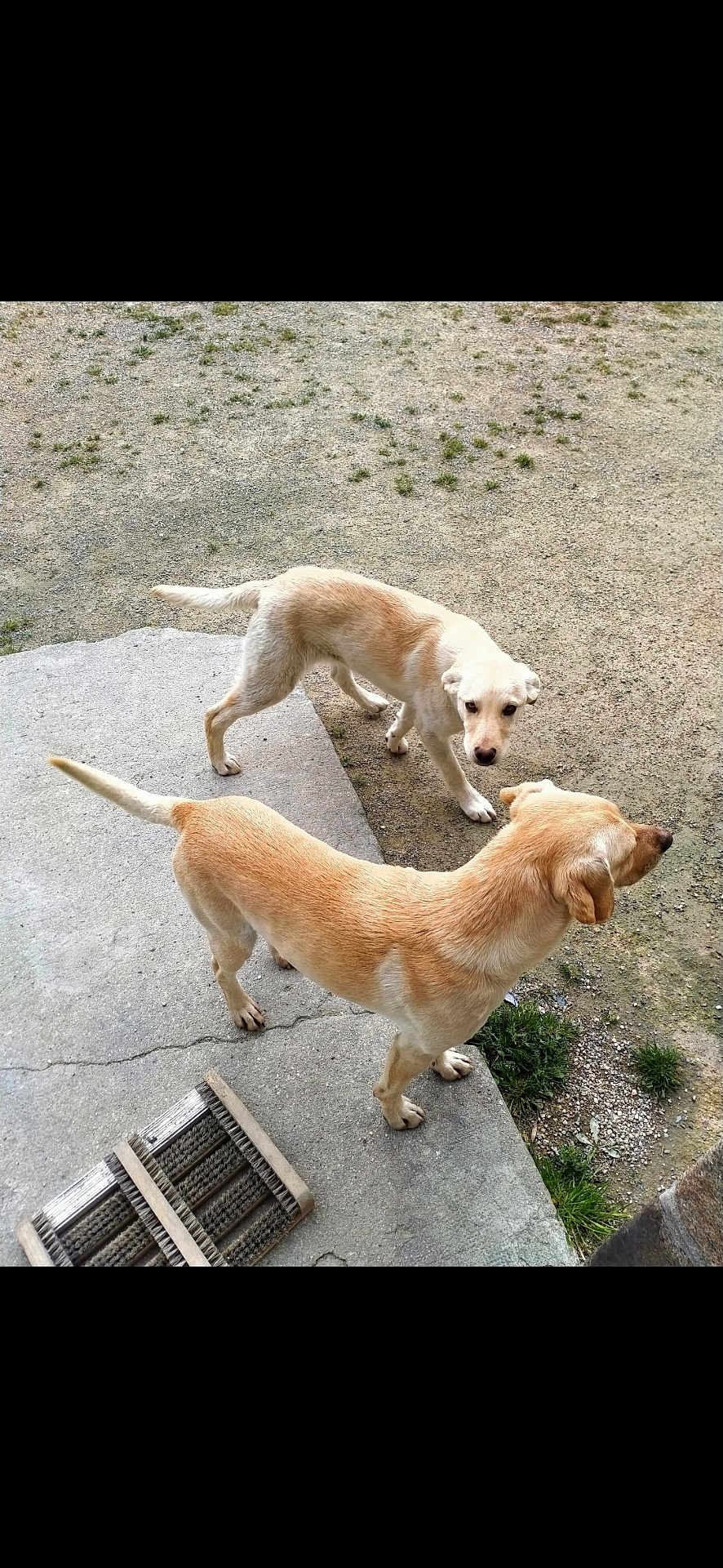 Simba Et Oscar participe au concours pour gagner de l'argent avec cette photo : dog, outdoor, concrete, dirt, grass, pet, animal, canine, two_dogs, light_fur, side_view, standing, looking, nature, ground, daylight, domestic_animal, mammal, playful, companions