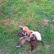 Les Frères Et Sœurs a rejoint le concours — aidez-le/la à gagner de superbes lots ! kitten, cat, grass, outdoor, animal, pet, feline, young, group, feeding, nature, playful, cute, fur, mammal, small, wildlife, domestic, whiskers, tail