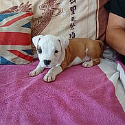 Sparo a rejoint le concours — aidez-le/la à gagner de superbes lots ! puppy, dog, pink_towel, couch, union_jack_pillow, dragon_design, calligraphy, brown_and_white_coat, indoor, resting, pet, animal, furniture, human_arm, cozy, domestic, cute, young_dog, relaxed, soft_texture