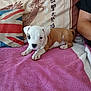 puppy, dog, pink_towel, couch, union_jack_pillow, dragon_design, calligraphy, brown_and_white_coat, indoor, resting, pet, animal, furniture, human_arm, cozy, domestic, cute, young_dog, relaxed, soft_texture