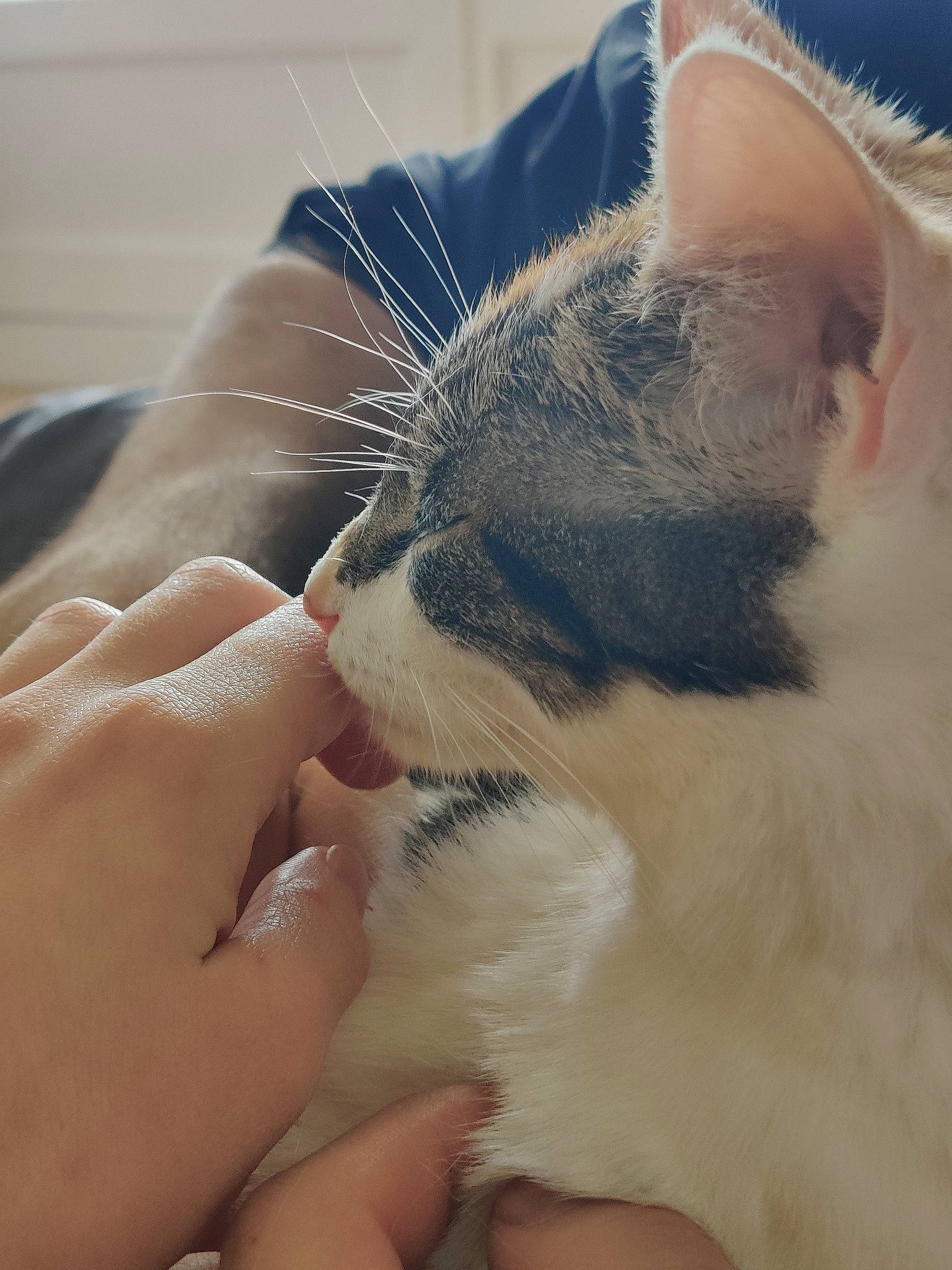 Cosmo participe au concours pour gagner de l'argent avec cette photo : carnivore, cat, claw, ear, felidae, foot, fur, hand, kitten, leg, nail, norwegian_forest_cat, nose, paw, polydactyl_cat, ragdoll, small_to_medium_sized_cats, snout, turkish_van, whiskers