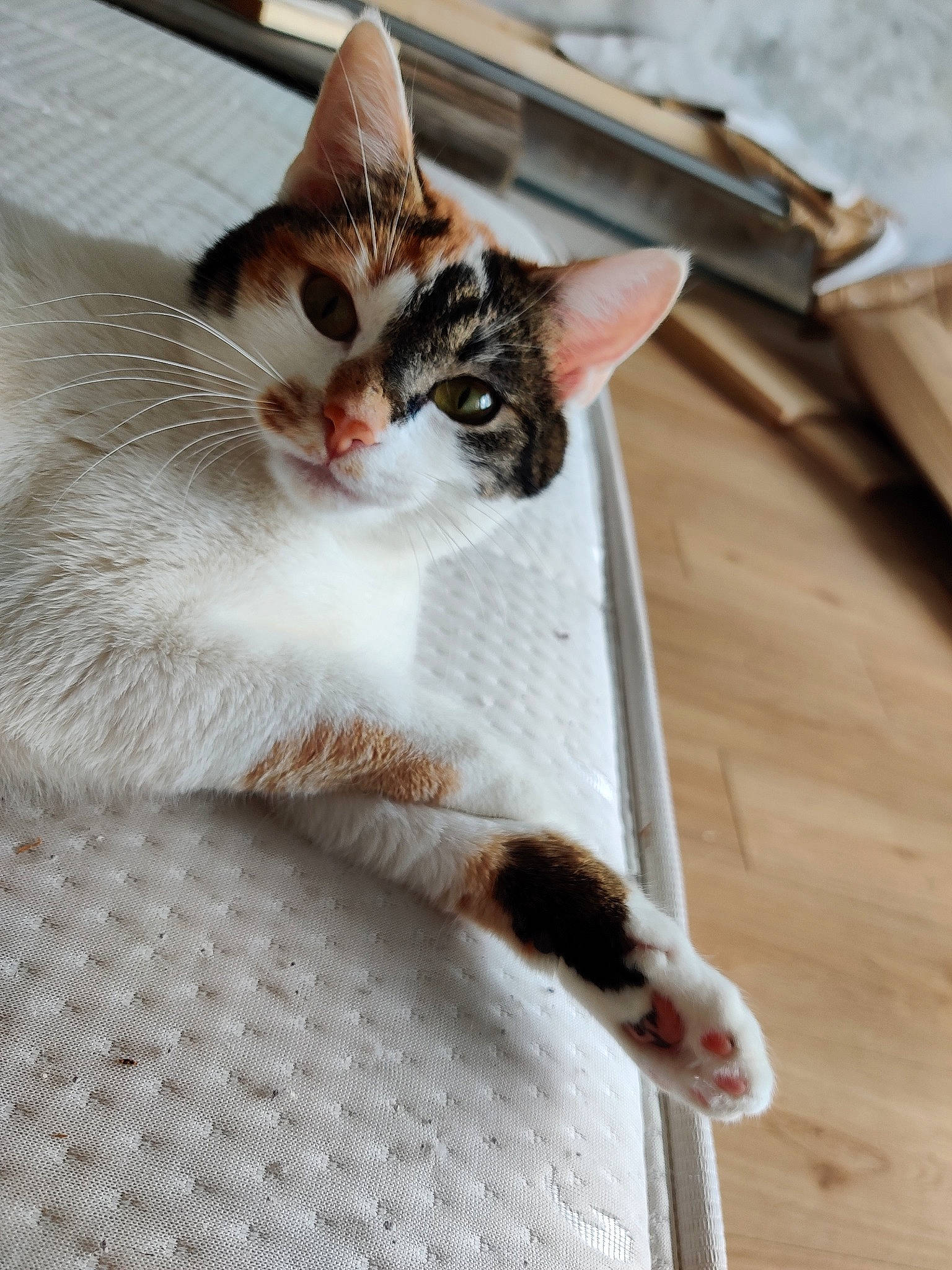 Cosmo a rejoint le concours — aidez-le/la à gagner de superbes lots ! aegean_cat, american_wirehair, asian, carnivore, cat, domestic_short_haired_cat, ear, european_shorthair, felidae, kitten, mammal, small_to_medium_sized_cats, snout, tabby_cat, whiskers