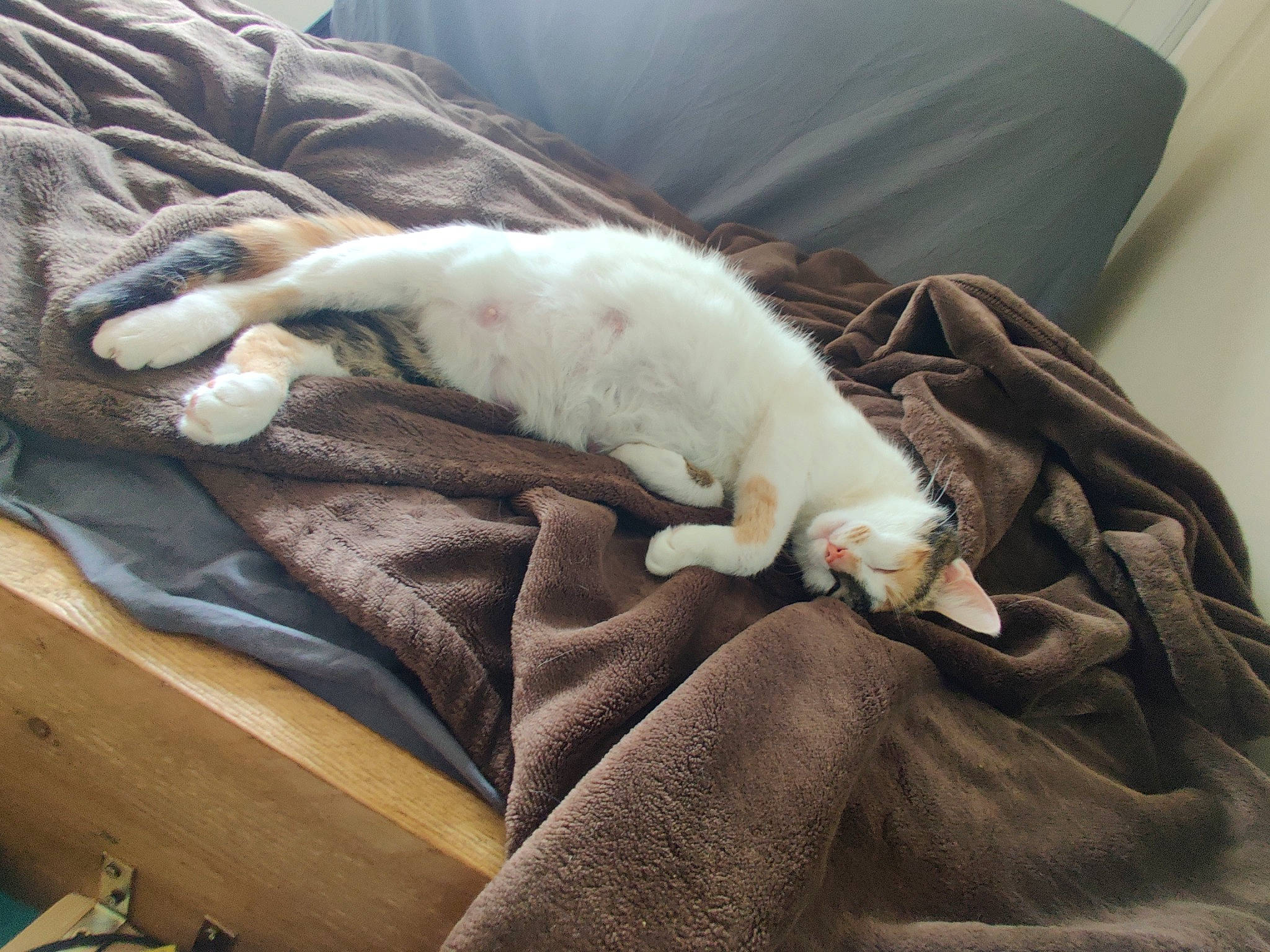 Cosmo participe au concours pour gagner de l'argent avec cette photo : carnivore, cat, claw, european_shorthair, felidae, fur, furniture, kitten, nap, oriental_longhair, paw, sleep, small_to_medium_sized_cats, tail, whiskers