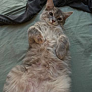 Button is registered to the contest to win money with this photo: cat, fluffy, gray, bed, lying_down, relaxed, indoor, pet, fur, whiskers, cute, domestic_animal, clothing, fabric, sleepy, animal, soft, cozy, resting, portrait