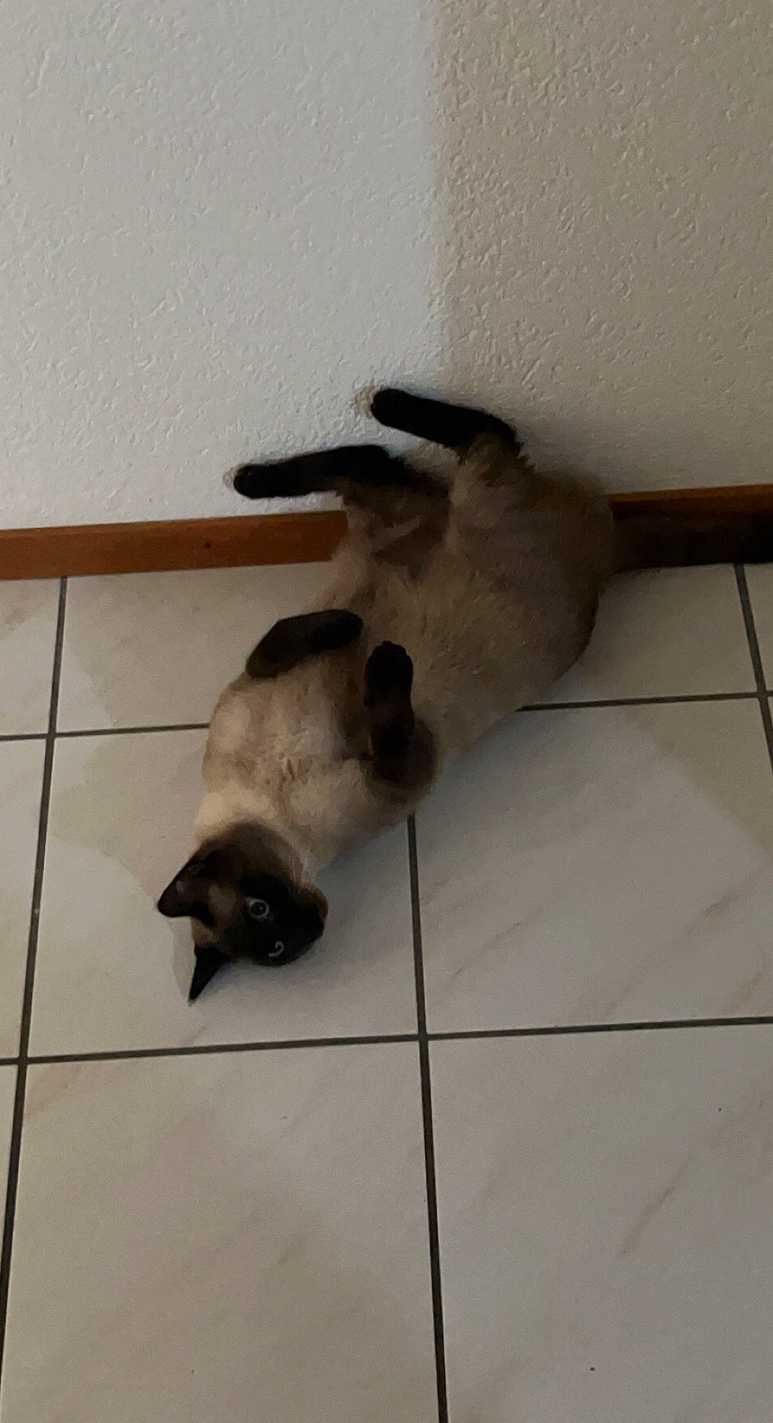 Sirius participe au concours pour gagner de l'argent avec cette photo : balinese, canidae, carnivore, cat, dog_breed, fawn, felidae, floor, flooring, fur, hardwood, paw, siamese, small_to_medium_sized_cats, sporting_group, tail, tile_flooring, wood