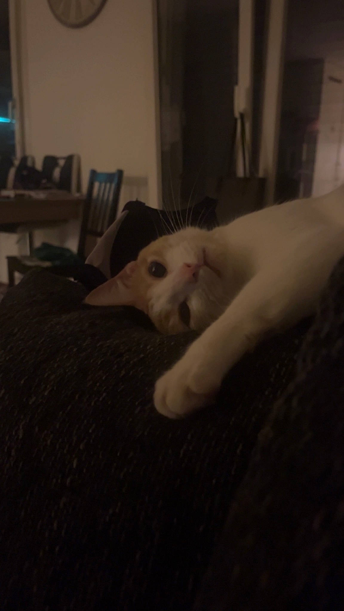 Nemo a rejoint le concours — aidez-le/la à gagner de superbes lots ! canidae, carnivore, comfort, companion_dog, darkness, dog_breed, fawn, felidae, flooring, foot, fur, hardwood, paw, room, small_to_medium_sized_cats, snout, tail, television, toy, whiskers