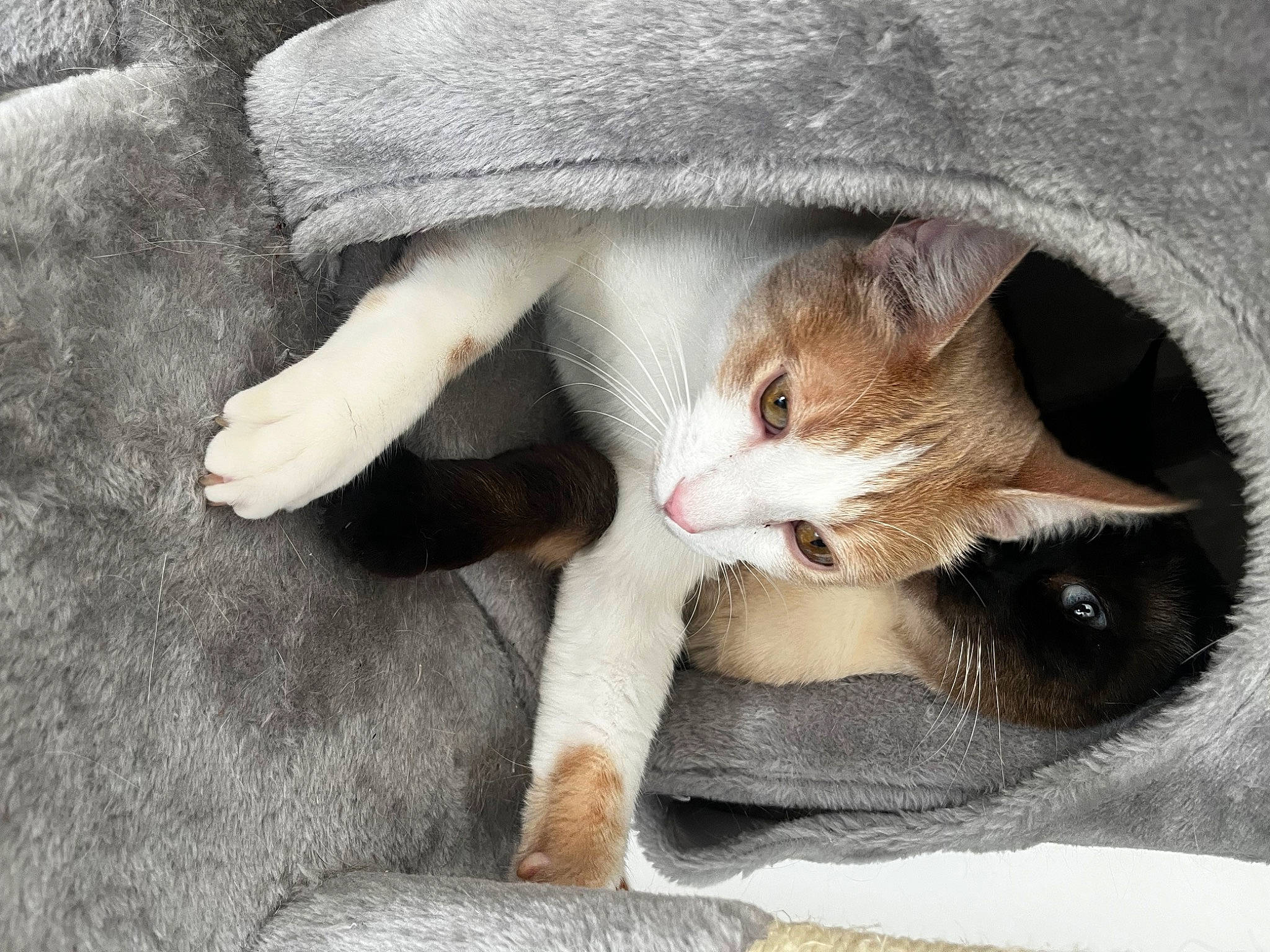 Nemo a rejoint le concours — aidez-le/la à gagner de superbes lots ! carnivore, cat, claw, comfort, domestic_short_haired_cat, ear, fawn, felidae, fur, mammal, nap, paw, small_to_medium_sized_cats, tail, vertebrate, whiskers