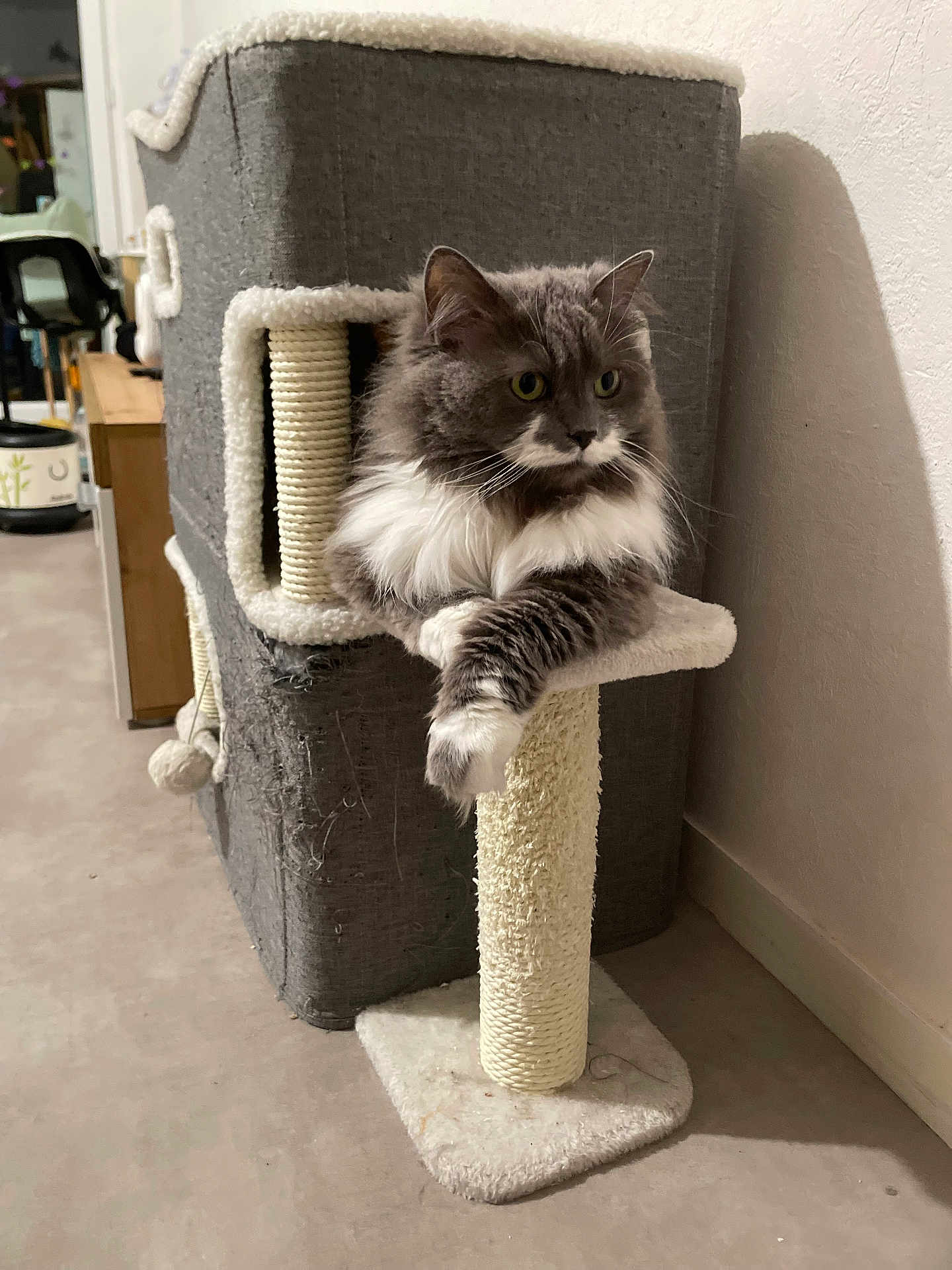 Moon a rejoint le concours — aidez-le/la à gagner de superbes lots ! cat, scratching_post, furniture, indoor, pet, gray_cat, white_fur, fluffy, relaxed, animal, home, carpet, wall, toy, scratched, curious, domestic_cat, sitting, paw, feline
