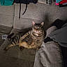 animal, cat, couch, cozy, domestic_cat, ears, fabric, folded_clothes, furniture, home, indoor, living_room, looking_at_camera, pet, relaxed, resting, seated, striped, tabby, whiskers