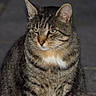 Pumba participe au concours pour gagner de l'argent avec cette photo : animal, calm, cat, closeup, ears, feline, fur, green_eyes, looking_away, mammal, outdoor, pavement, pet, portrait, quiet, sitting, stone, striped, tabby_cat, whiskers