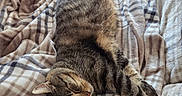 Pumba participe au concours pour gagner de l'argent avec cette photo : animal, bed, blanket, cat, comfort, cozy, cute, feline, fur, indoor, peaceful, pet, plaid, relaxed, resting, sleeping, soft, striped, tabby, warm