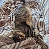 animal, bed, blanket, cat, comfort, cozy, cute, feline, fur, indoor, peaceful, pet, plaid, relaxed, resting, sleeping, soft, striped, tabby, warm
