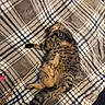 Pumba participe au concours pour gagner de l'argent avec cette photo : animal, bed, blanket, cat, comfort, cozy, domestic_cat, feline, fur, indoor, pet, plaid_pattern, relaxation, resting, sleeping, stick, tabby_cat, tail, toy, whiskers