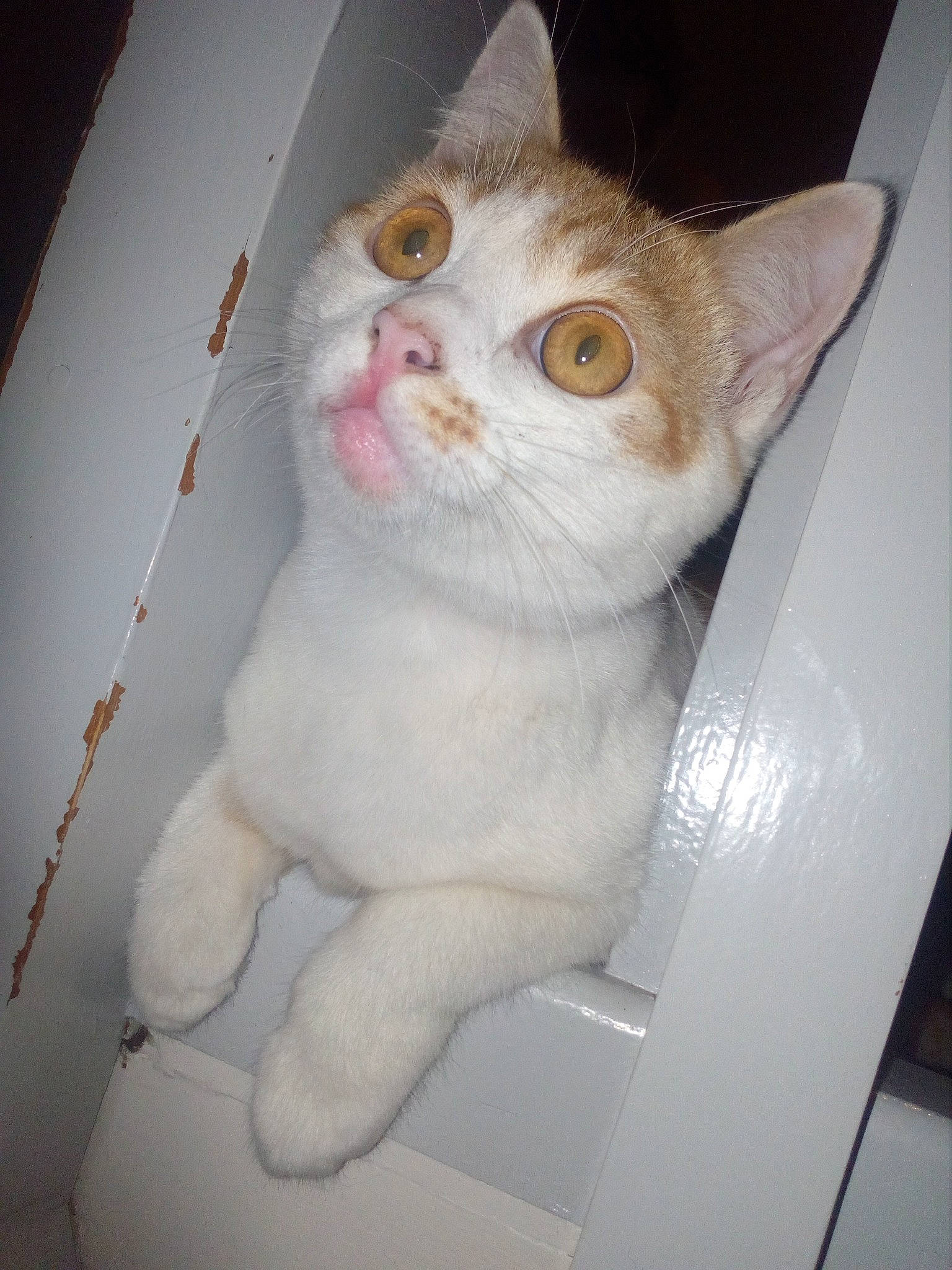 Mouk a rejoint le concours — aidez-le/la à gagner de superbes lots ! box, carnivore, cat, domestic_short_haired_cat, ear, eye, fawn, felidae, fur, head, paw, small_to_medium_sized_cats, snout, tail, whiskers, window, wood