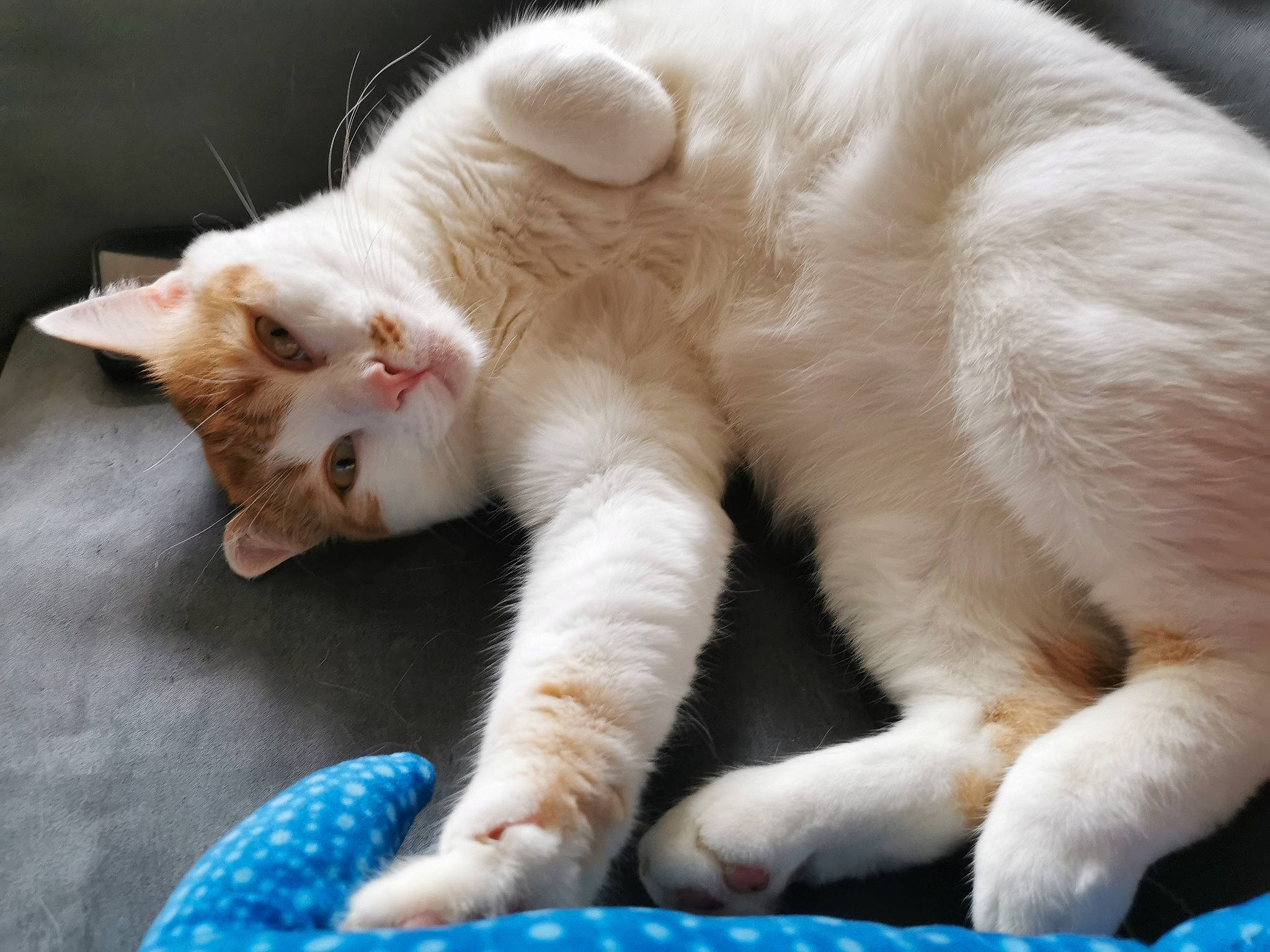 Mouk participe au concours pour gagner de l'argent avec cette photo : blue, carnivore, cat, claw, comfort, domestic_short_haired_cat, fang, fawn, felidae, foot, fur, gesture, nap, paw, sleep, small_to_medium_sized_cats, snout, tail, terrestrial_animal, whiskers