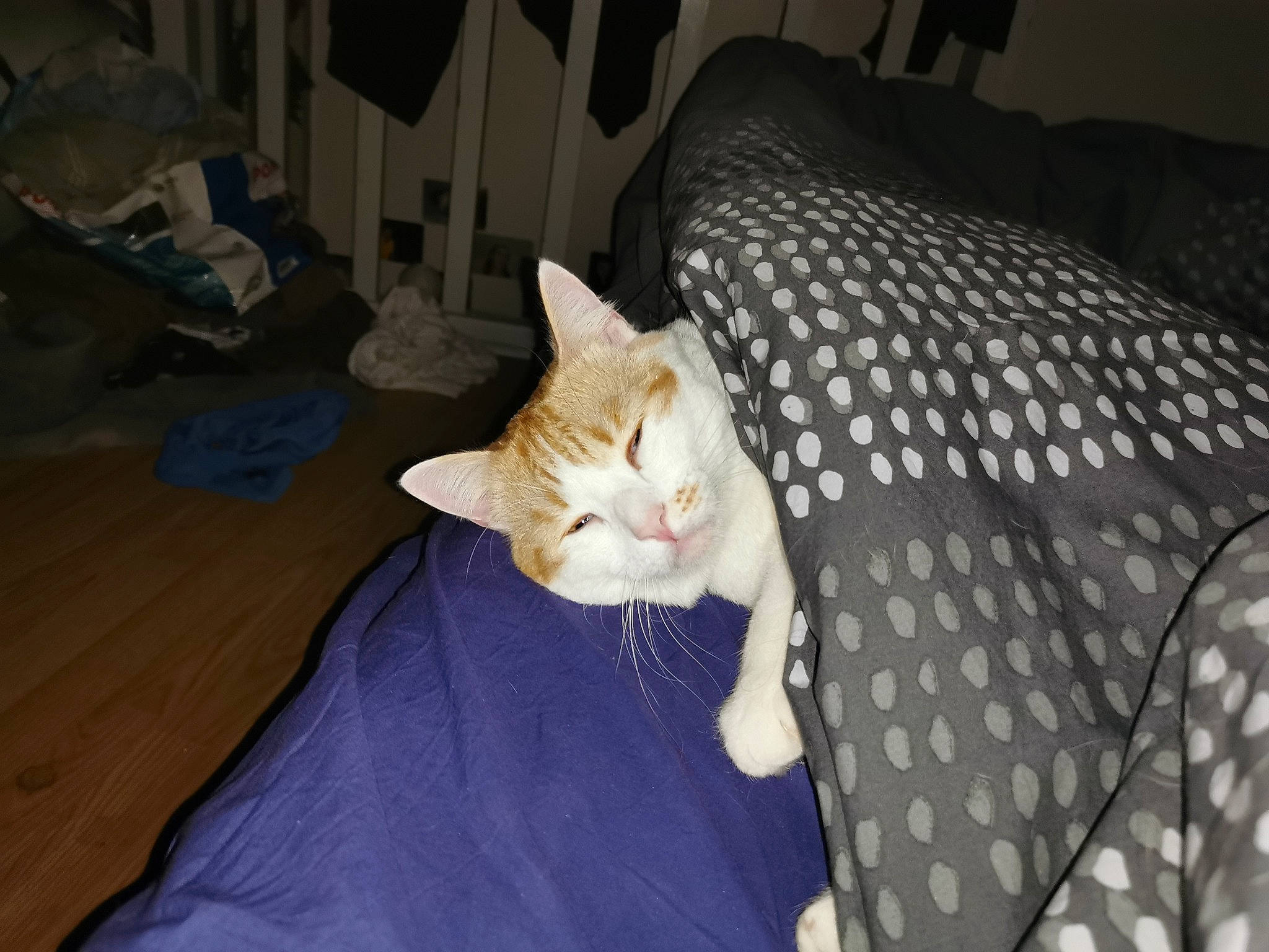 Mouk a rejoint le concours — aidez-le/la à gagner de superbes lots ! bed, bed_sheet, bedding, carnivore, cat, comfort, domestic_short_haired_cat, fawn, felidae, flooring, fur, grey, hardwood, linens, room, small_to_medium_sized_cats, tail, textile, whiskers, wood