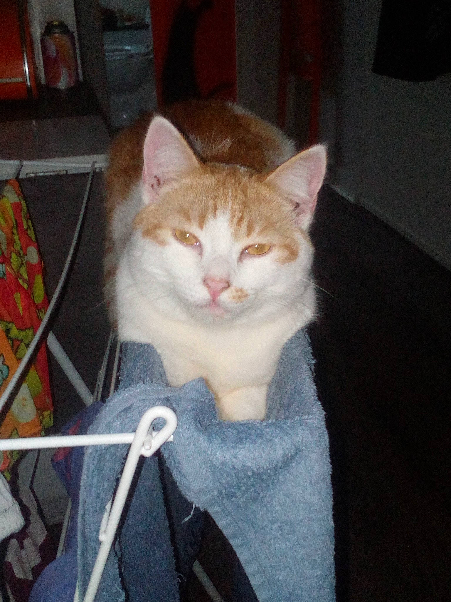 Mouk a rejoint le concours — aidez-le/la à gagner de superbes lots ! box, carnivore, cat, domestic_short_haired_cat, drawer, eye, fawn, felidae, fur, sitting, small_to_medium_sized_cats, snout, tail, whiskers