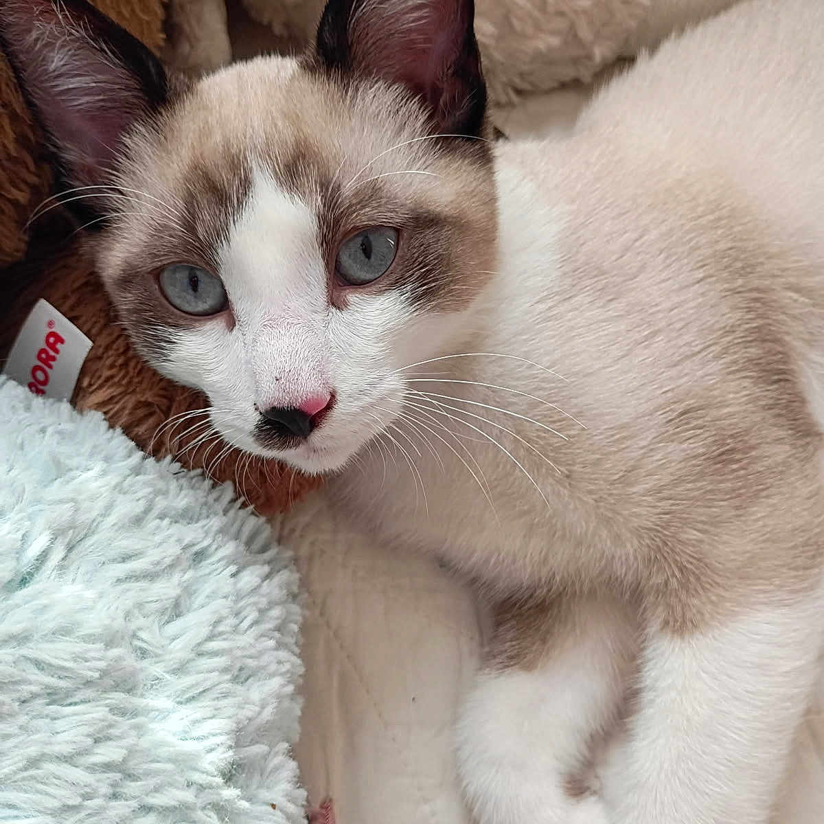 Blue joined the competition — help win amazing prizes! animal, bed, blanket, blue_eyes, cat, close_up, cozy, curious, cute, ears, feline, fur, indoor, nose, pet, plush_toy, relaxed, resting, soft_texture, whiskers