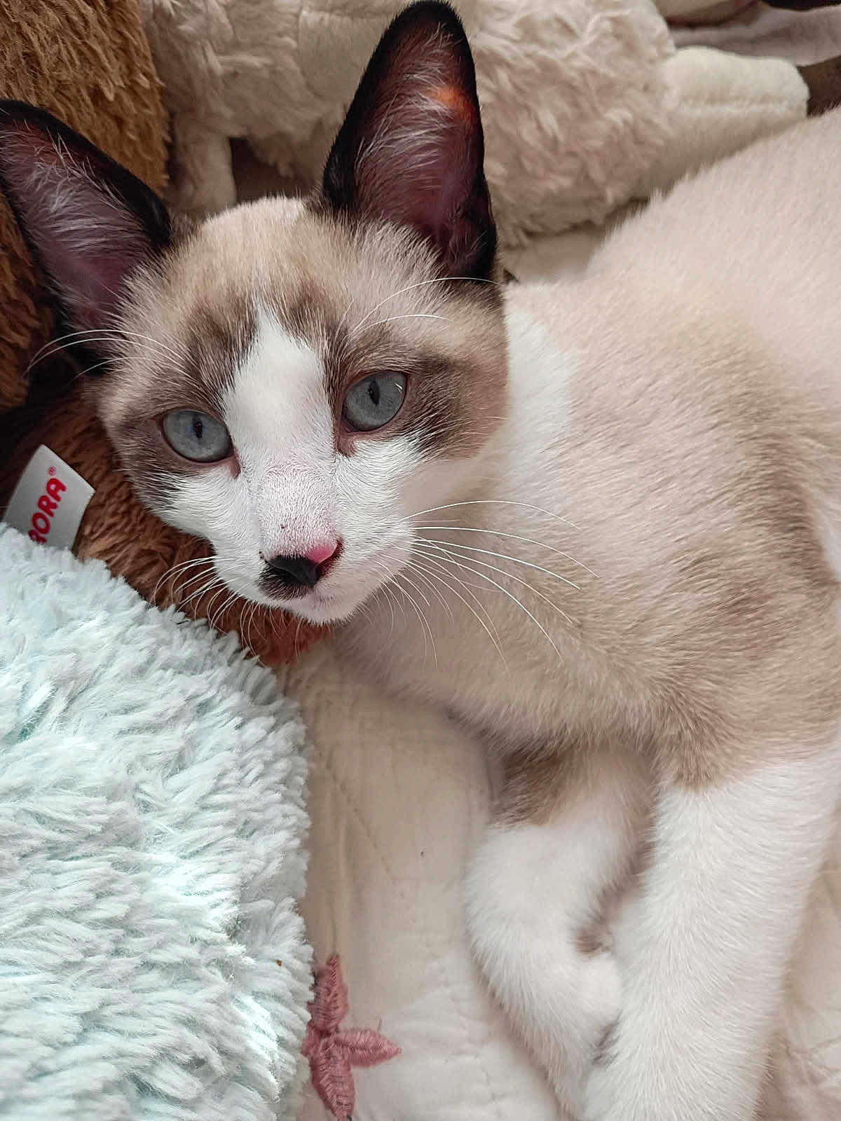 Blue joined the competition — help win amazing prizes! cat, blue_eyes, fur, whiskers, nose, ears, bed, blanket, plush_toy, soft_texture, resting, indoor, close_up, pet, animal, cute, relaxed, feline, cozy, curious