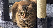 Free joined the competition — help win amazing prizes! animal, cat, cat_tree, closeup, cute, domestic_cat, feline, flooring, fluffy, fur, green_eyes, indoor, natural_light, pet, plush, relaxed, resting, tabby, window, wood_floor