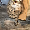 cat, tabby, pet, animal, indoor, cardboard_box, wood_floor, flooring, yellow_eyes, looking_up, fur, whiskers, ears, tail, paws, domestic_cat, box, curious, socks, human_feet