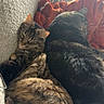 Free joined the competition — help win amazing prizes! animal, blanket, cat, cats, companion, couch, cozy, feline, fur, home, indoor, orange_blanket, pet, relaxing, resting, sleeping, snuggling, soft_light, striped_cat, tabby_cat