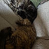Free joined the competition — help win amazing prizes! animal, blanket, cat, cats, companion, cozy, cuddling, cute, domestic, feline, fluffy, fur, home, pets, relaxing, resting, sleeping, snuggling, striped, tabby