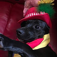 Daisy Mae is registered to the contest to win money with this photo: animal, black_dog, close_up, clown_costume, collar, costume, cute, dog, funny, hand, hat, indoor, leather_couch, pet, portrait, red_collar, red_couch, red_hat, yellow_collar, yellow_flower