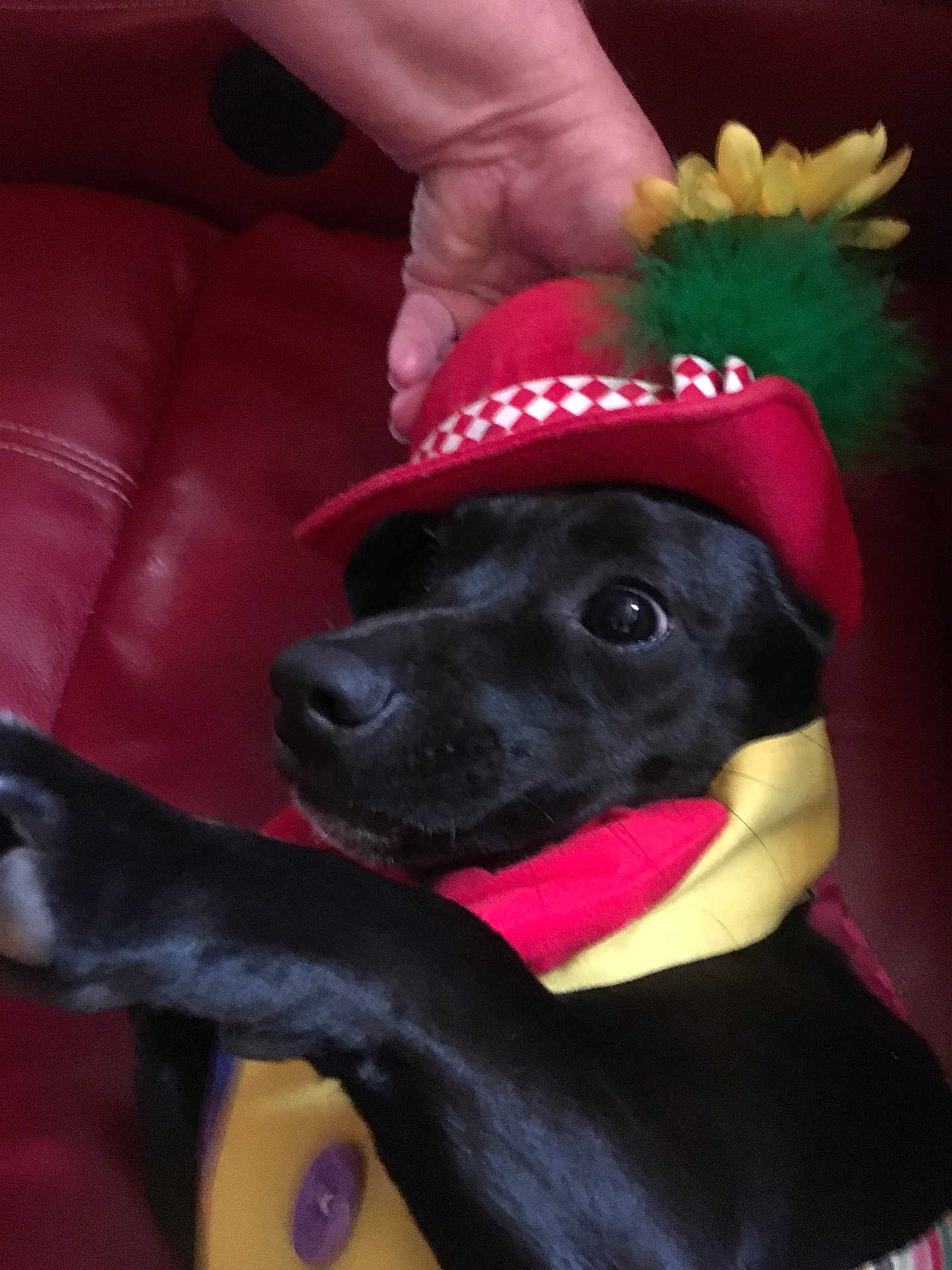 Daisy Mae