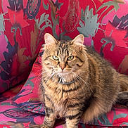 Plume participe au concours pour gagner de l'argent avec cette photo : animal, blinds, cat, cushion, daylight, fluffy, fur, furniture, green_eyes, houseplant, indoor, patterned, pet, pink, red, relaxed, sitting, tabby, whiskers, window