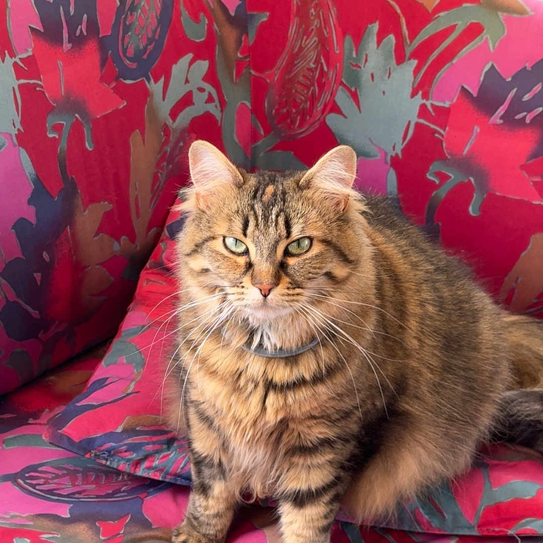 Plume participe au concours pour gagner de l'argent avec cette photo : animal, blinds, cat, cushion, daylight, fluffy, fur, furniture, green_eyes, houseplant, indoor, patterned, pet, pink, red, relaxed, sitting, tabby, whiskers, window