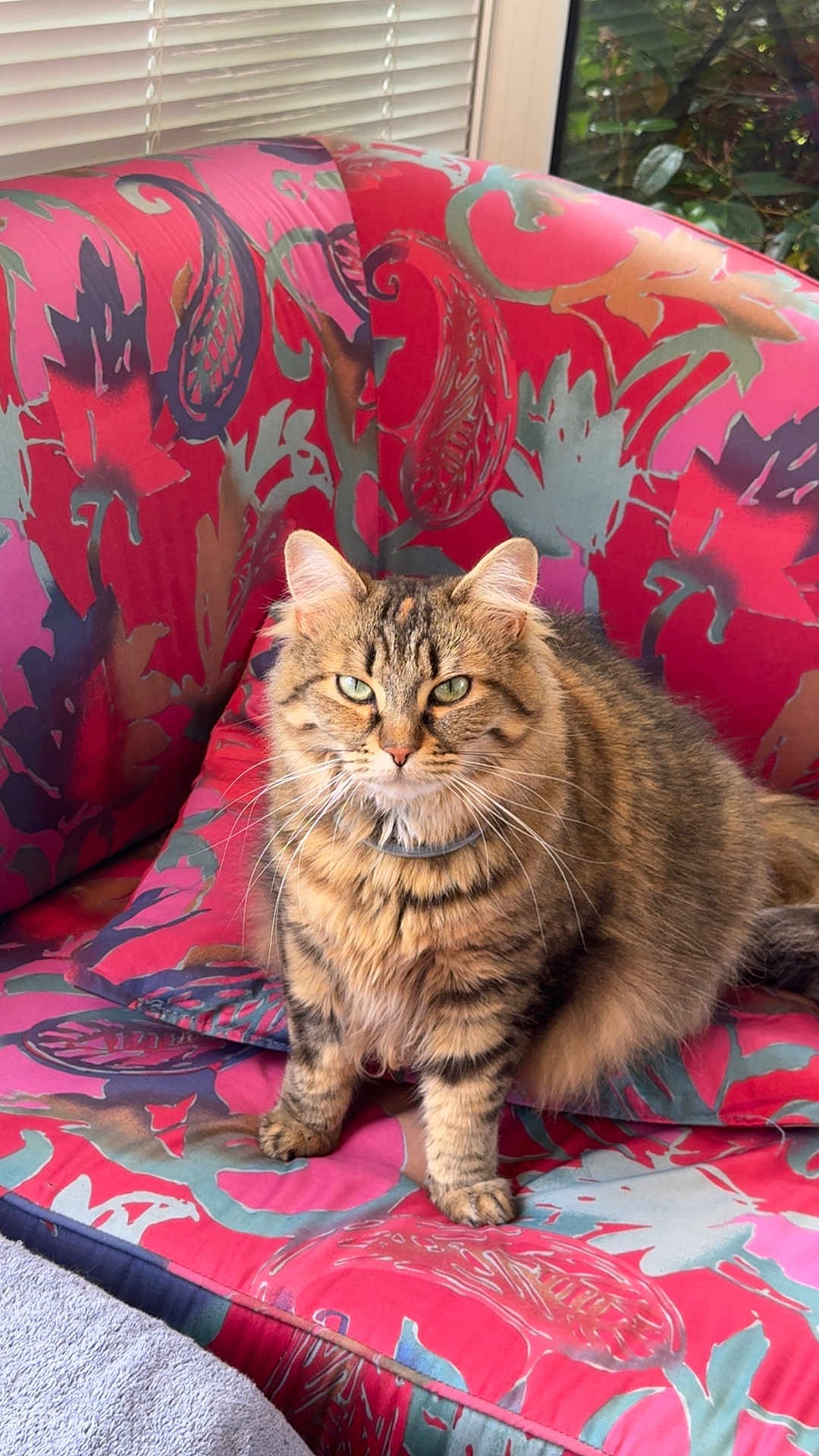 Plume participe au concours pour gagner de l'argent avec cette photo : animal, blinds, cat, cushion, daylight, fluffy, fur, furniture, green_eyes, houseplant, indoor, patterned, pet, pink, red, relaxed, sitting, tabby, whiskers, window