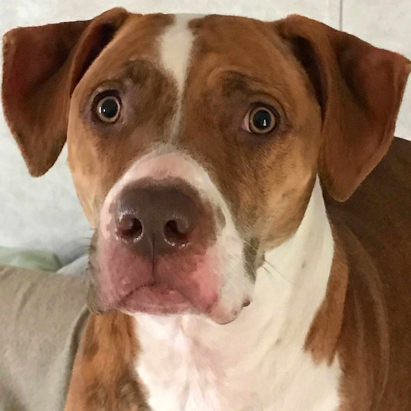 Tiana Marie is registered to the contest to win money with this photo: attentive, brown_and_white, canine, close_up, couch, curious, dog, domestic_dog, ears, eyes, face, fur, indoor, muzzle, nose, pet, portrait, sitting, whiskers, white_chest