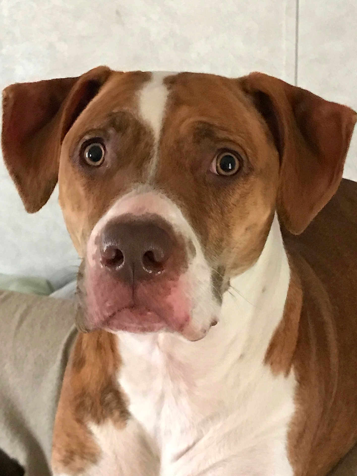 Tiana Marie is registered to the contest to win money with this photo: dog, close_up, brown_and_white, nose, eyes, ears, muzzle, fur, portrait, pet, canine, domestic_dog, curious, attentive, indoor, couch, sitting, whiskers, face, white_chest