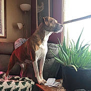 Tiana Marie joined the competition — help win amazing prizes! dog, couch, window, aloe_vera, potted_plant, blanket, lamp, table, papers, sunlight, indoor, pet, paws, nose, ears, stare, living_room, furniture, home_interior, mammal