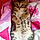 Raoul
