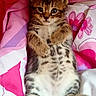 kitten, tabby, cat, lying_down, cute, pet, animal, feline, young, fur, paws, whiskers, bed, blanket, pink, white, floral, relaxed, indoor, adorable