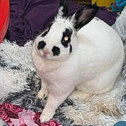 Lil Bit joined the competition — help win amazing prizes! animal, black_markings, closeup, colorful, cozy, cute, ears, fabric, fur, household, indoor, mammal, pet, rabbit, rug, sitting, small_animal, soft, texture, white