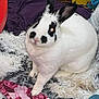 animal, black_markings, closeup, colorful, cozy, cute, ears, fabric, fur, household, indoor, mammal, pet, rabbit, rug, sitting, small_animal, soft, texture, white