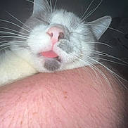 Kissy joined the competition — help win amazing prizes! arm, car_interior, cat, close_up, ear, face, flash, fur, human_skin, kitten, like_icon, pet, pink_nose, screenshot, seat, sleeping, social_media_post, tongue_out, ui_elements, whiskers