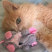 Gabbie is registered to the contest to win money with this photo: animal, bed, blanket, cat, closeup, cozy, cute, fluffy, fur, indoor, mouse_toy, orange_cat, pet, pink_ears, plush_toy, resting, sleepy, snuggled, soft, toy