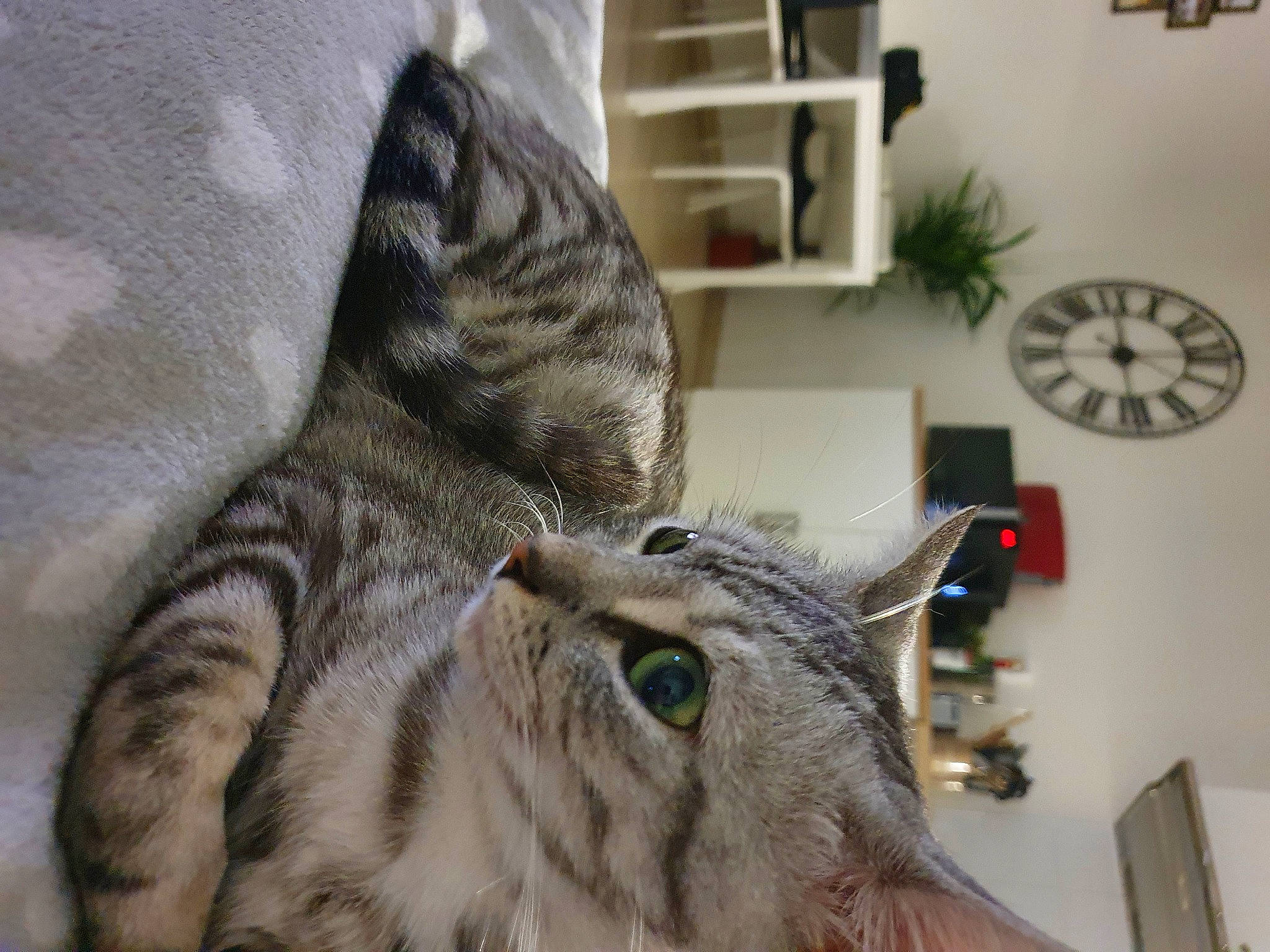 Granola participe au concours pour gagner de l'argent avec cette photo : american_shorthair, asian, australian_mist, bengal, california_spangled, carnivore, cat, domestic_short_haired_cat, dragon_li, european_shorthair, eye, felidae, mammal, ocicat, pixie_bob, small_to_medium_sized_cats, snout, tabby_cat, vertebrate, whiskers