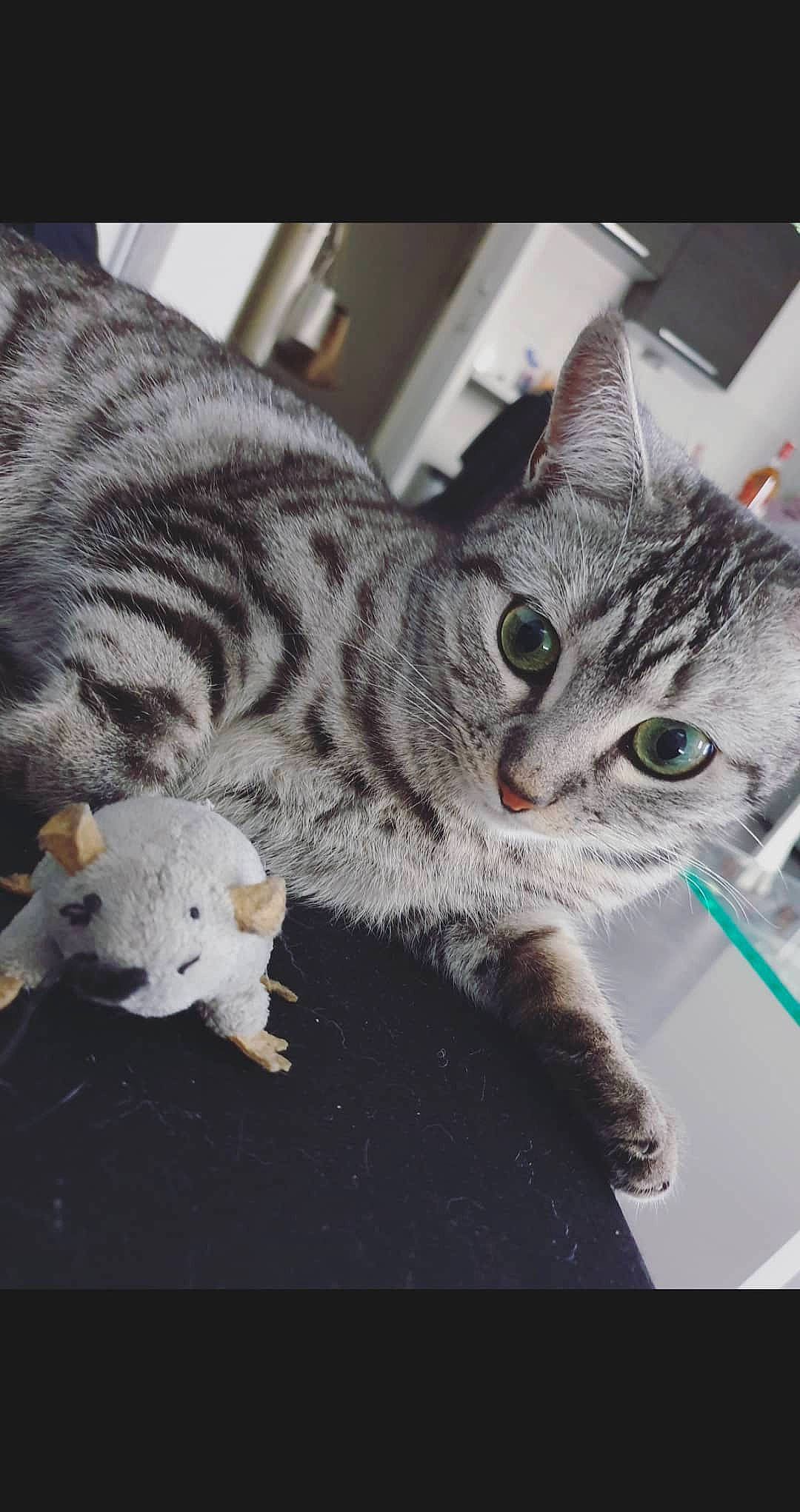 Granola participe au concours pour gagner de l'argent avec cette photo : american_shorthair, american_wirehair, asian, australian_mist, california_spangled, carnivore, cat, domestic_short_haired_cat, dragon_li, egyptian_mau, european_shorthair, felidae, kitten, mammal, ocicat, pixie_bob, small_to_medium_sized_cats, tabby_cat, vertebrate, whiskers