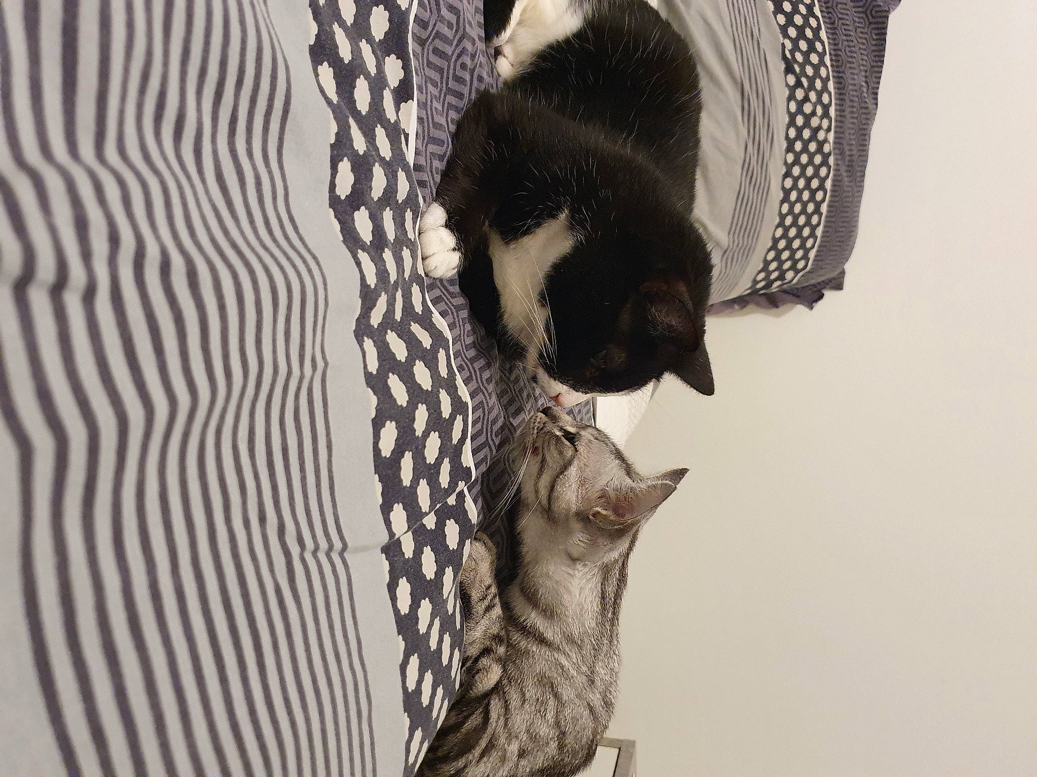 Granola participe au concours pour gagner de l'argent avec cette photo : animal_shelter, black_cat, carnivore, cat, domestic_short_haired_cat, felidae, fur, kitten, small_to_medium_sized_cats, snout, tail, whiskers