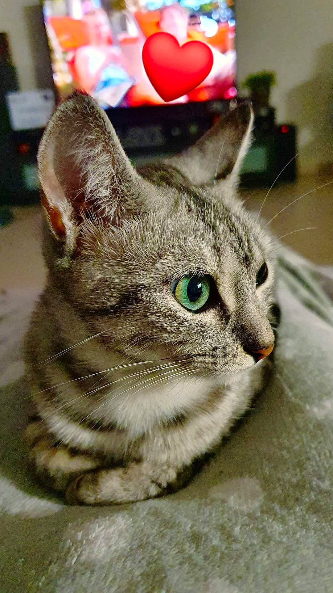 Granola participe au concours pour gagner de l'argent avec cette photo : aegean_cat, american_shorthair, american_wirehair, asian, australian_mist, california_spangled, carnivore, cat, domestic_short_haired_cat, dragon_li, european_shorthair, felidae, german_rex, kitten, mammal, small_to_medium_sized_cats, snout, tabby_cat, vertebrate, whiskers