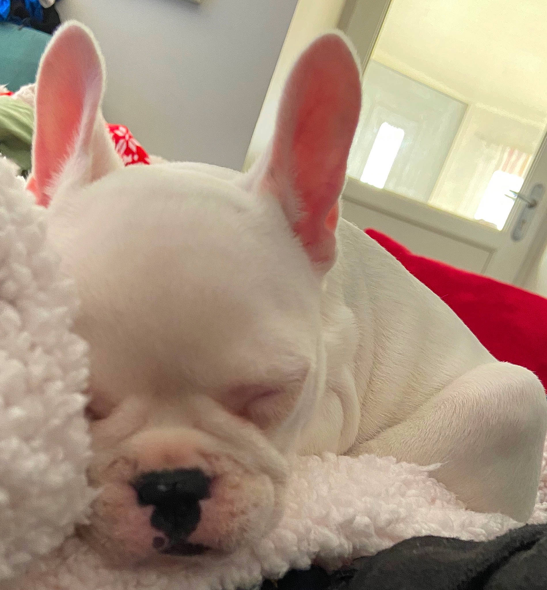 Joyka a rejoint le concours — aidez-le/la à gagner de superbes lots ! carnivore, comfort, companion_dog, dog, dog_breed, ear, eye, fawn, hair, head, human_body, jaw, mammal, nose, snout, sporting_group, terrestrial_animal, toy_dog, whiskers, working_animal