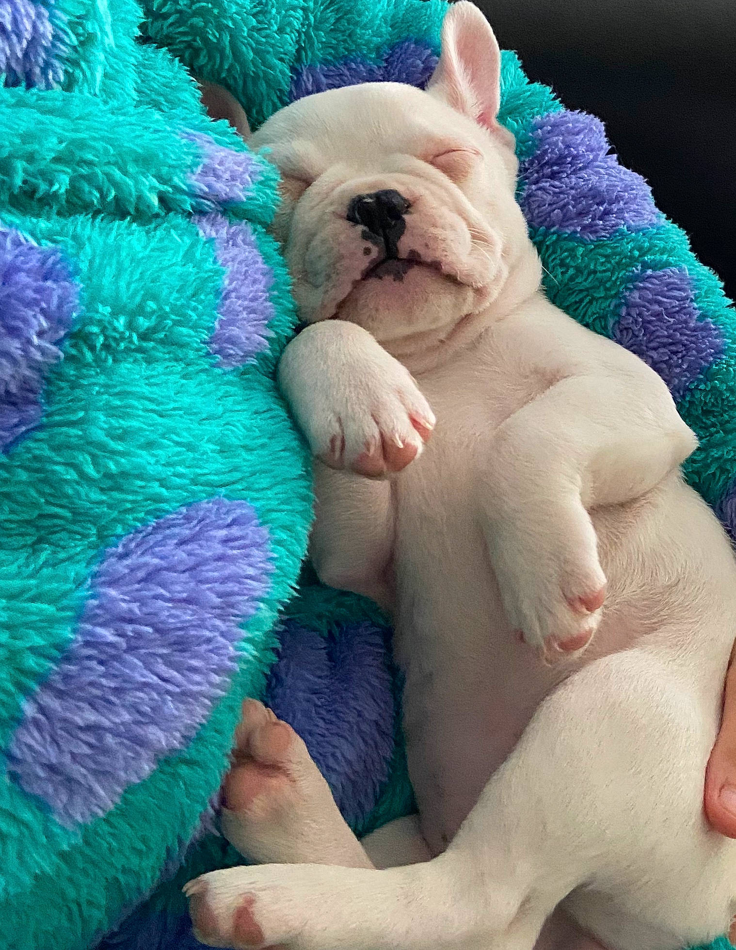 Joyka a rejoint le concours — aidez-le/la à gagner de superbes lots ! aqua, azure, blue, carnivore, comfort, companion_dog, dog, dog_breed, electric_blue, fawn, green, hat, linens, photograph, pink, snout, stuffed_toy, toy, toy_dog, white